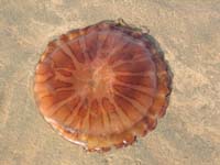 /international/2006Walvisbay/images/Final/thumbnails/final 031.jpg